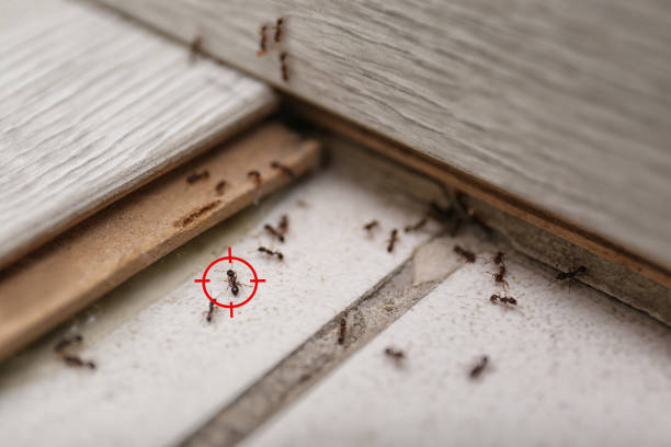 Best Exterminator Services  in Troutdale, OR